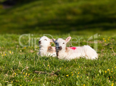 Pair of welsh lambs in meadow