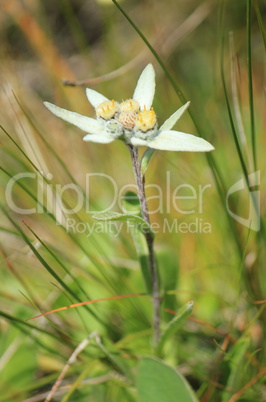 Edelweiss