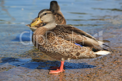 Female mallard duck