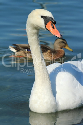 Swan and duck