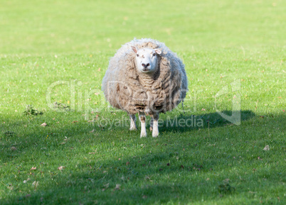 Large round sheep in meadow in Wales