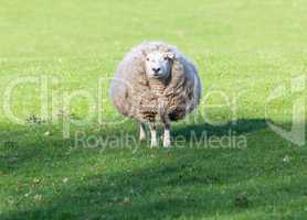 Large round sheep in meadow in Wales