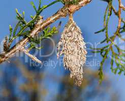 Bagworm on pine fir tree branch