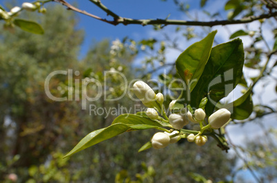 orange tree