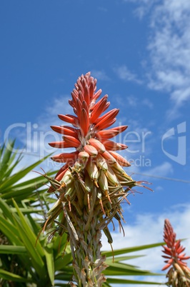 flower  aloe