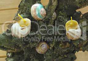 Painted beeswax candles votives in snail shell