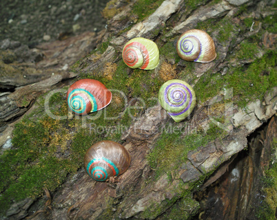 Painted in snail shell