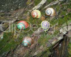 Painted in snail shell