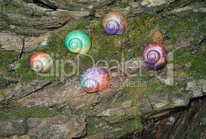 Painted in snail shell