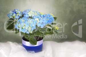 Blue hydreangea in a flowerpot