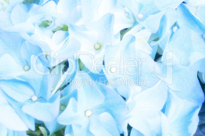 closeup of light blue hydrangea