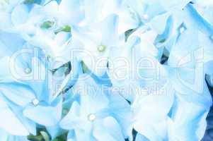 closeup of light blue hydrangea