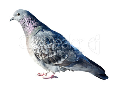 Pigeon