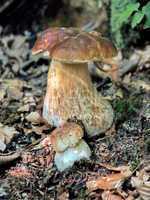 Brown birch boletes in the forest