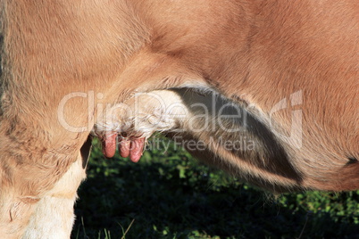 Udders of a cow
