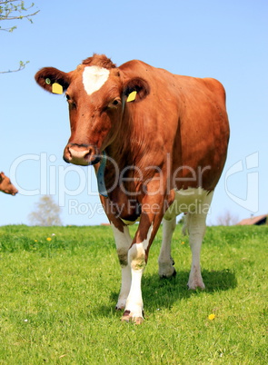 Cow walking