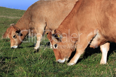 Cows eating