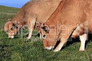 Cows eating