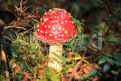 Amanita muscaria