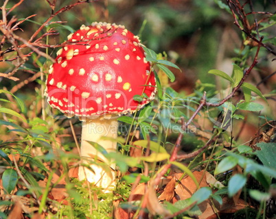 Amanita muscaria