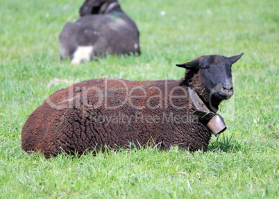 Black sheep lying in a meadow