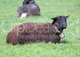 Black sheep lying in a meadow