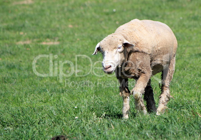 White sheep walking