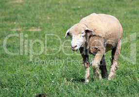 White sheep walking