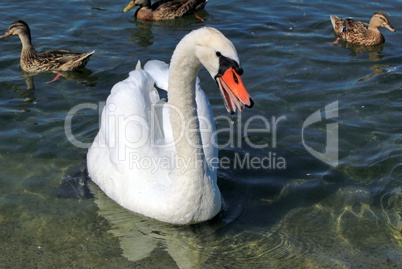 Angry swan