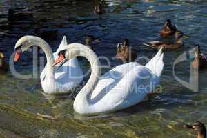 Angry swan among other waterbirds