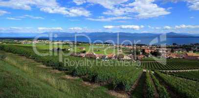 Terraced vineyards of Lavaux at Lake Geneva, Switzerland