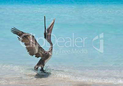 Dancing Pelican