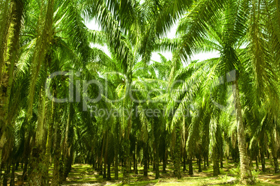 Palm Oil Plantation