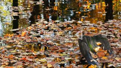 Autumn pond covered with leaves