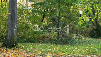 Leaf fall in autumn forest