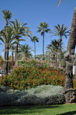 Blumen an der Uferstraße in Palma