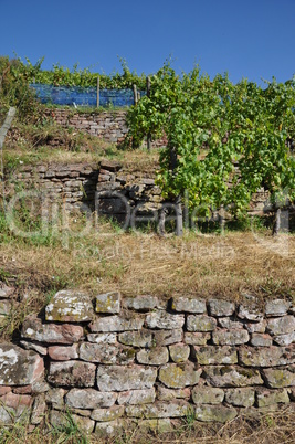 Weinberg bei Bürgstadt