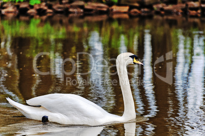 weißer Schwan im Fluß