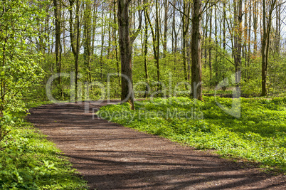 Waldweg im Frühling