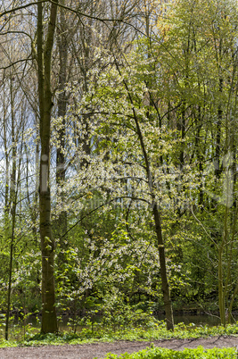 Baum mit weißen Blüten