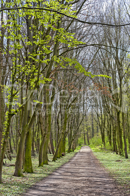 menschenleerer Waldweg