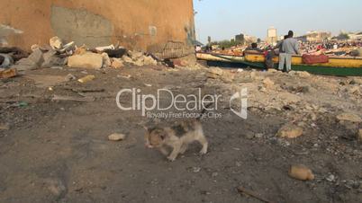 small kitten stumbles around on Dakar beach