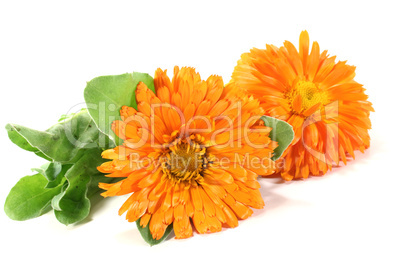 zwei orangefarbene Ringelblumen