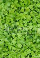 parsley