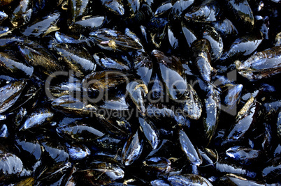 mussel