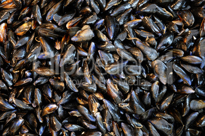 mussel