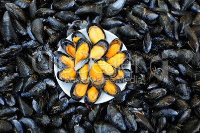 mussel