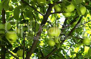 apple tree