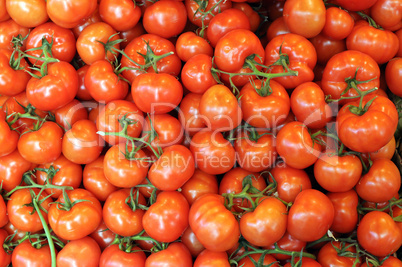 tomato tomato