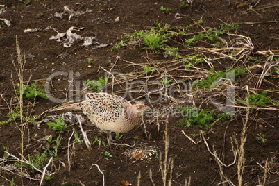 female pheasant